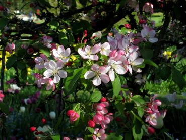 Der Vielblütige Zierapfel blüht in unterschiedlichen Rosa-Tönen.