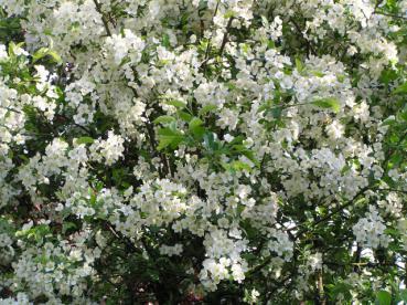 Pflaumenblättriger Zierapfel - Malus prunifolia