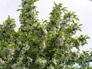 Der Pflaumenblättriger Zierapfel in Blüte