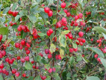 Reicher Fruchtbehang im Herbst bei Malus prunifolia