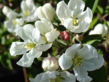 Weiße Blüte vom pflaumenblättrigen Zierapfel