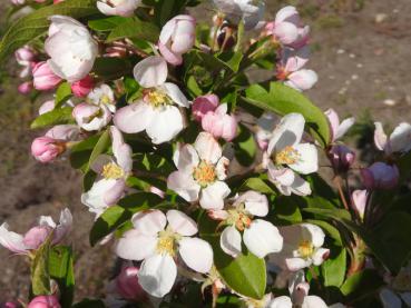 Pflaumenblättriger Zierapfel - rosa-weiße Blütenpracht