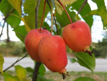 Gelb-rote Früchte des Pflaumenblättrigen Zierapfels