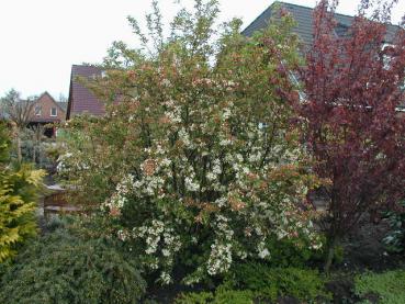 Kleinfruchtiger Zierapfel - Malus toringo sargentii