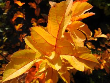 Im Herbst verfärbt sich das Laub des kleinfruchtigen Zierapfels leuchtend gelb.