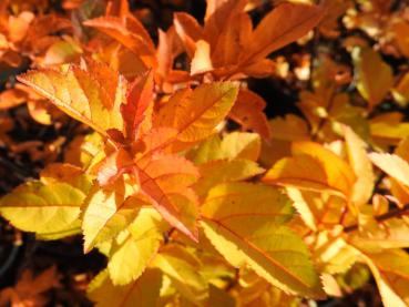 Malus toringo sargentii - gelbe und orange Töne im Herbst