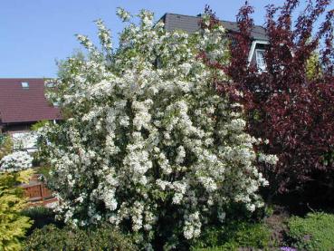 Kleinfruchtiger Zierapfel - zahlreiche, weiße Blüten im Mai