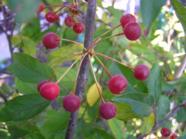 Kleinfruchtiger Zierapfel - erbsengroße, rote Früchte