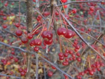 Malus toringo sargentii trägt zahlreiche kleine, rote Früchte.