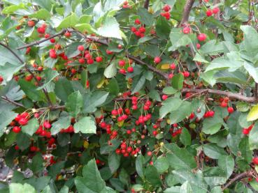 Guter Fruchtansatz bei Malus toringo sargentii, Aufnahme aus Mitte September