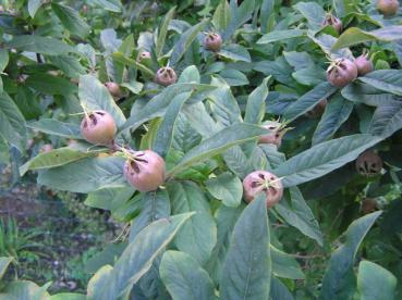 Mespilus germanica - Echte Mispel