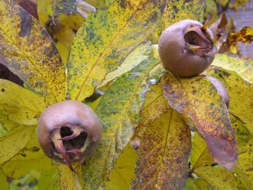 Interessante Früchte und schöne Herbstfärbung: Mespilus germanica