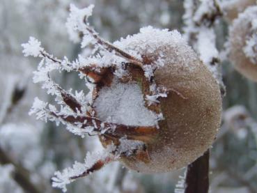 Die Mispeln haften meist bis in den Winter am Trieb