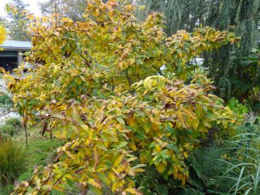 Prächtiges gelbes Herbstlaub bei der Echten Mispel