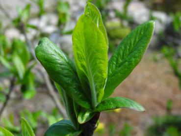 Junges Blatt von Mespilus germanica der Echten Mispel