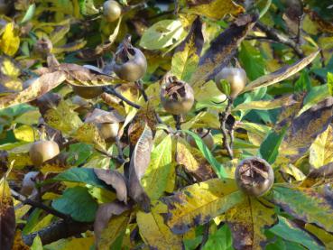 Zierde im Oktober: Früchte und gelbe Herbstfärbung bei Mespilus germanica