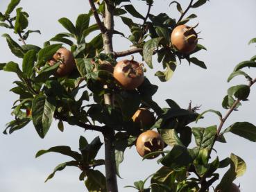 Eine junge Mespilus germanica mit ersten Früchten