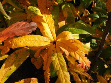 Gelbe und orange Herbstfärbung der Mespilus germanica