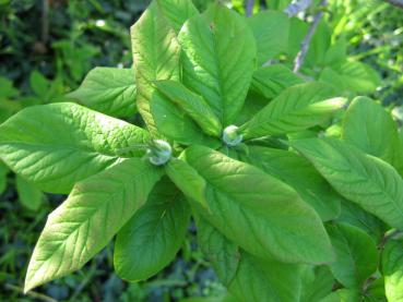 Junge Blätter und Knospen der Mispel im Frühling