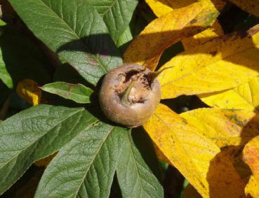 Herbstliche Früchte der Deutschen Mispel