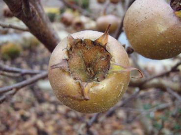 Mespilus germanica Nottingham