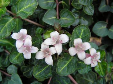 Mitchella repens - Echte Rebhuhnbeere