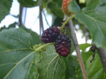 Morus alba Pendula - Trauer-Maulbeere