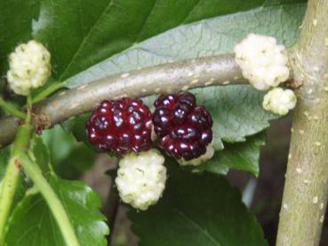 Früchte der Maulbeere