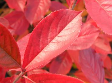 Rote Apfelbeere, Filzige Apfelbeere - Aronia arbutifolia