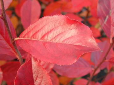 Rote Apfelbeere - rote Herbstfärbung