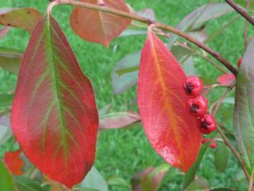 Die Rote Apfelbeere mit beginnender Herbstfärbung