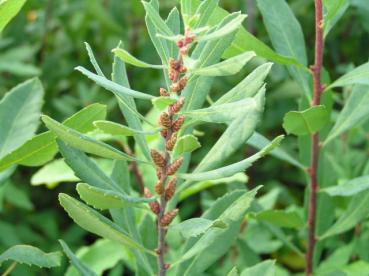 Gagelstrauch - Knospen