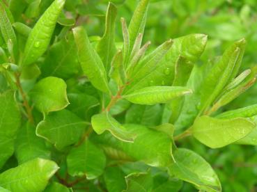 Myrica pensylvanica - Amerikanischer Gagelstrauch