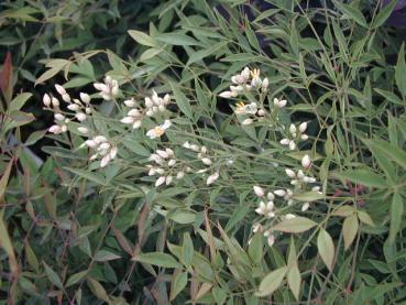 Nandina domestica - Heiliger Bambus