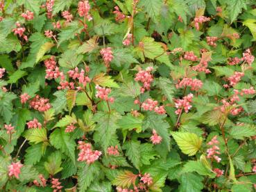 Småblommig klockspirea - Neillia affinis