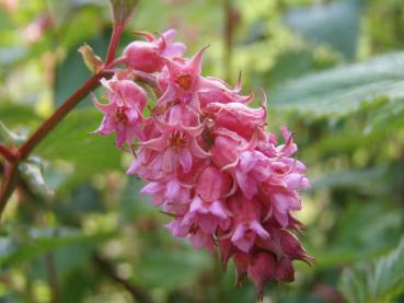 Einzelblüte von Neillia affinis