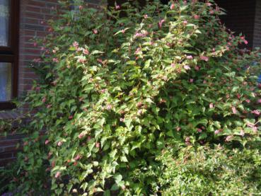 Småblommig klockspirea, Neillia affinis