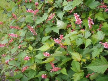 Traubenspiere in Blüte