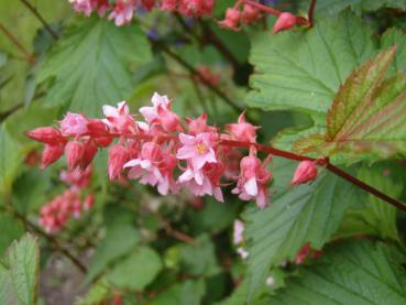 Einzelblüte von Neillia affinis