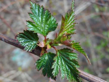 Småblommig klockspirea, Neillia affinis