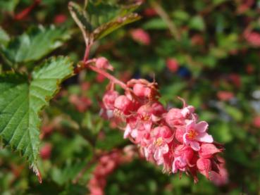 Eine Blütentraube der Neillia affinis (Traubenspiere)