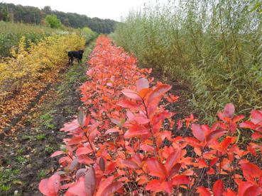 Leuchtend rote Solitärpflanzen von Aronia melanocarpa in unserer Baumschule