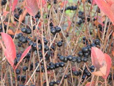 Schwarze, leckere Beeren der Schwarzen Apfelbeere