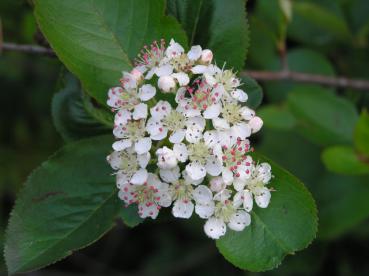 Weißblühender Busch - Schwarze Apfelbeere, Aronia melanocarpa