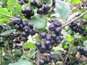 Schwarze Apfelbeere, Aronia melanocarpa - gesunde Beeren