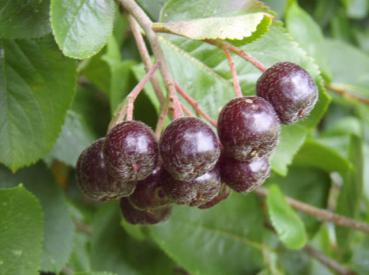 Schwarze Apfelbeere, Aronia melanocarpa - heranreifende Früchte