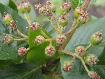 Kleine Apfelbeeren im April