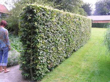 Hainbuche, Weißbuche als schmale Hecke gezogen