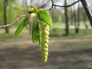 Erste Blätter und Blüte der Hainbuche