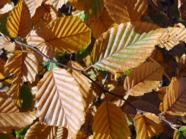 Herbstfärbung der Hainbuche